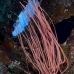 whip_sea_lw_tam_v_0198_bal3795.jpg